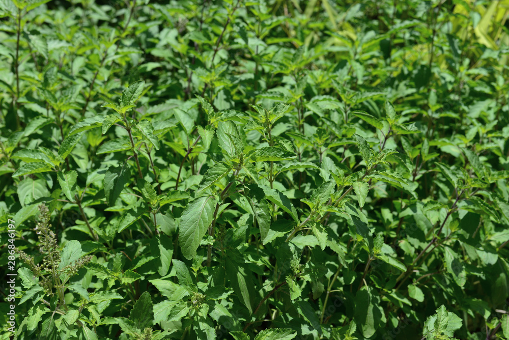 basil basil