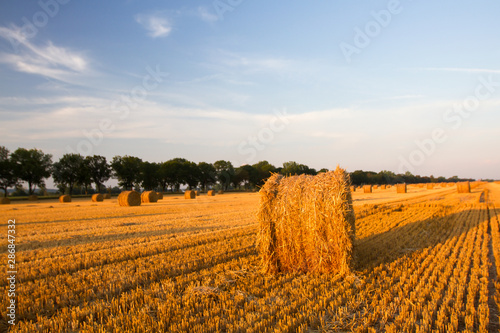 Straw rolls on field, Poland