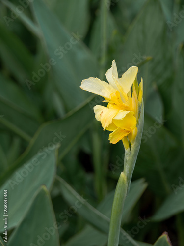 Indian shot or African arrowroot, Sierra Leone arrowroot,canna, cannaceae, canna lily, Flowers at the park, nature background photo