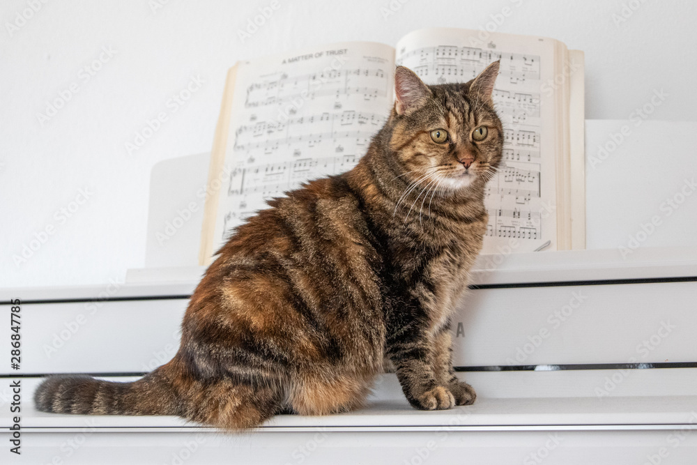 Katze auf Klavier in einem Wohnzimmer