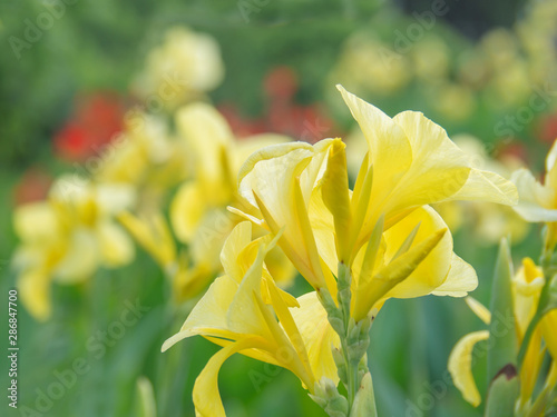 Indian shot or African arrowroot, Sierra Leone arrowroot,canna, cannaceae, canna lily, Flowers at the park, nature background