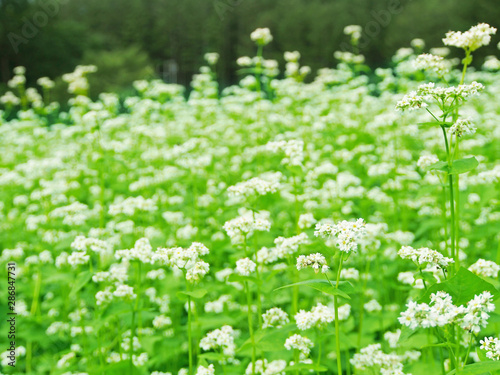 日本の蕎麦畑_白い花