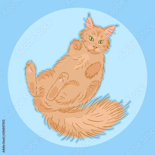 cute furry lying maine coon cat, beautiful wooly  isolated pet, for cards, prints, banners or veterinary  guide, editable vector illustration