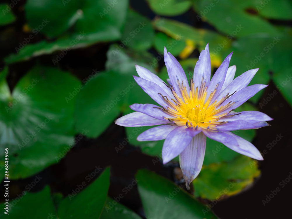 Purple lotus in the background with green leaves, Religious or spa background Purple lotus in the background with green leaves, Religious or spa background