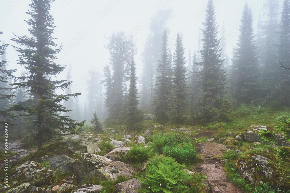 Fog in the forest of the Ergaki National park in Russia Fog in the forest of the Ergaki National park in Russia