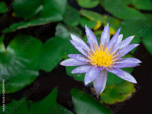 Purple lotus in the background with green leaves, Religious or spa background