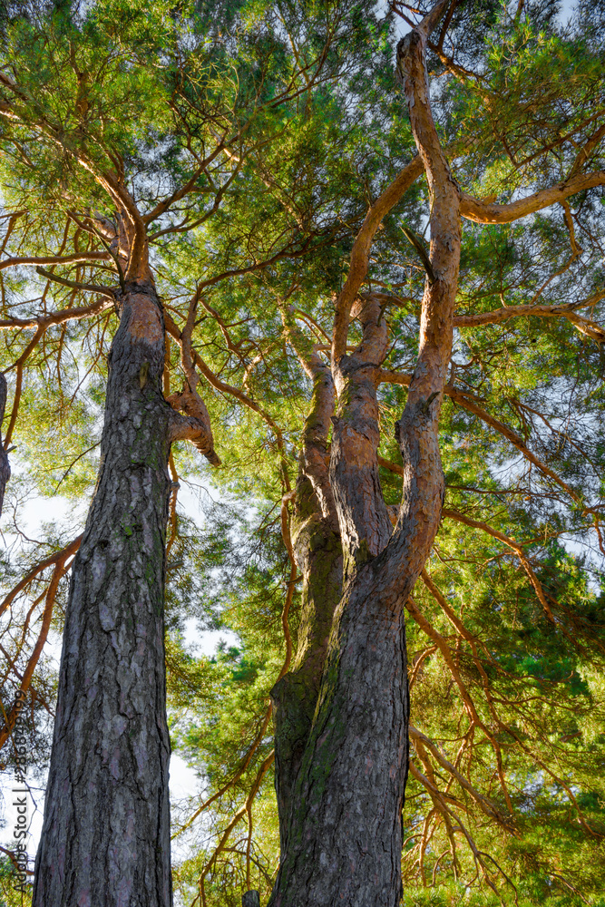 Pine Pine trees in the forest. Wild nature Pine Pine trees in the forest. Wild nature