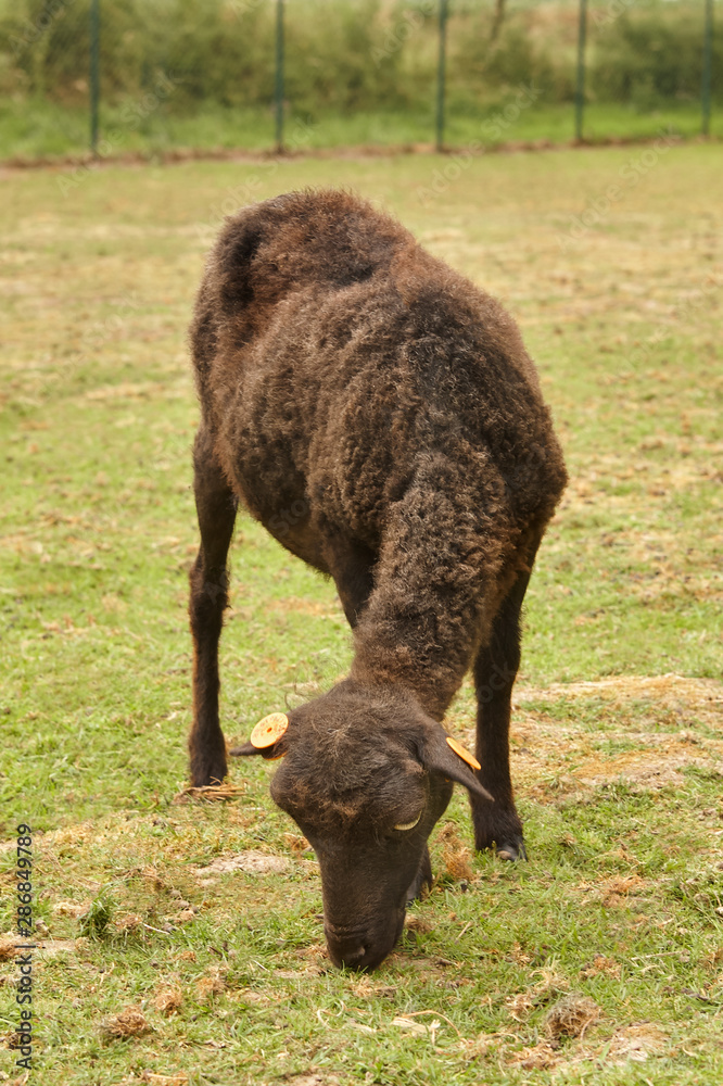 Freshly fleeced black ouessant ewe grazing in the meadow Freshly fleeced black ouessant ewe grazing in the meadow
