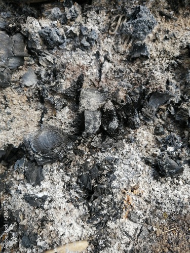 remaining wood ash from burned firewood outdoors in the garden