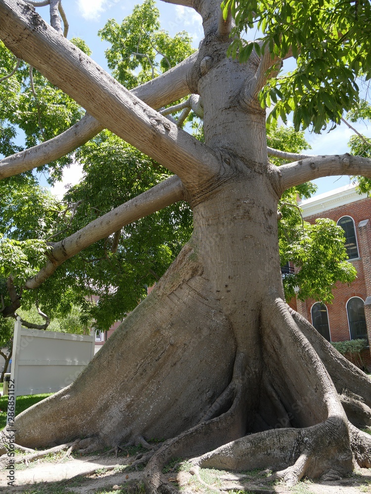 Huge Kapok tree, one of the attractions in Key West, Florida. Stock Photo |  Adobe Stock