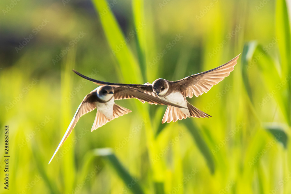 Sand martin, bank swallow Riparia riparia in flight nesting - obrazy, fototapety, plakaty 