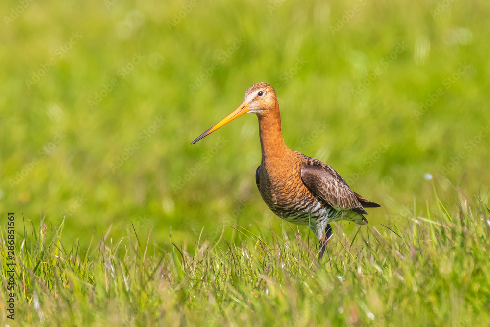 Black-tailed godwit Limosa Limosa foraging in a green meadow Black-tailed godwit Limosa Limosa foraging in a green meadow