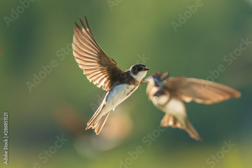Sand martin, bank swallow Riparia riparia in flight nesting photo