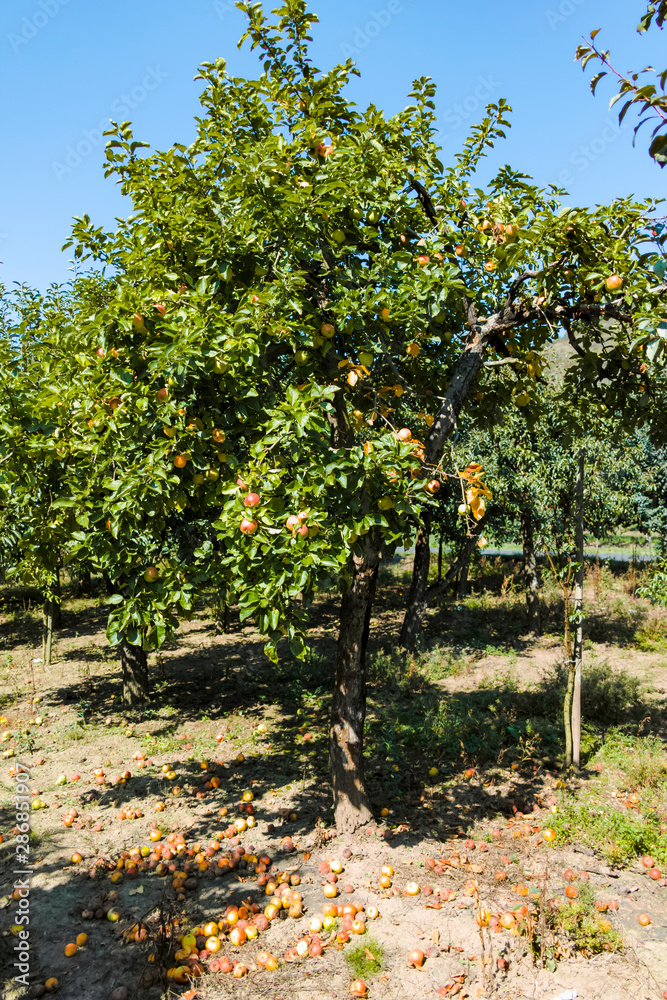 Eco farm with biological orchard, organic apples ripening on apple tree