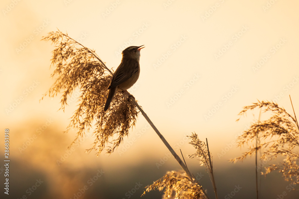 Fototapeta Eurazjatycki trzcinowy warbler Acrocephalus scirpaceus śpiew ptaków w trzcinach podczas wschodu słońca.