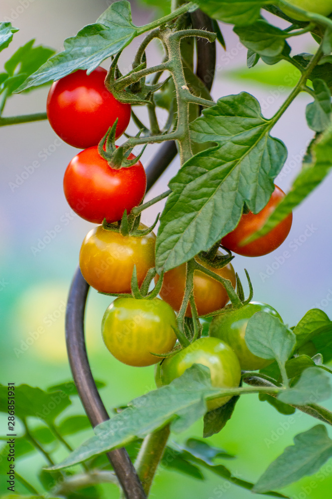 Vine of ripe red cherry tomatoes close up
