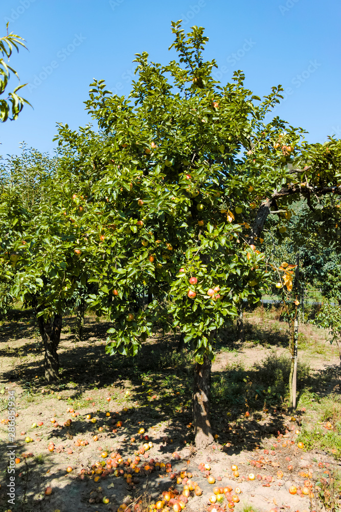 Eco farm with biological orchard, organic apples ripening on apple tree