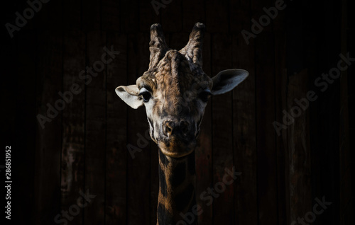 Retrato Girafa
