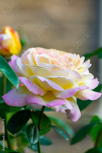 Wallpaper Mural Flowering yellow-pink rose plant close up Torontodigital.ca