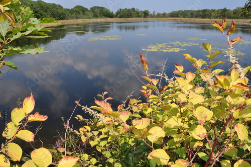 Salt Marsh Pond photo