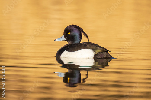 Male Tufted duck, Aythya fuligula, closeup photo