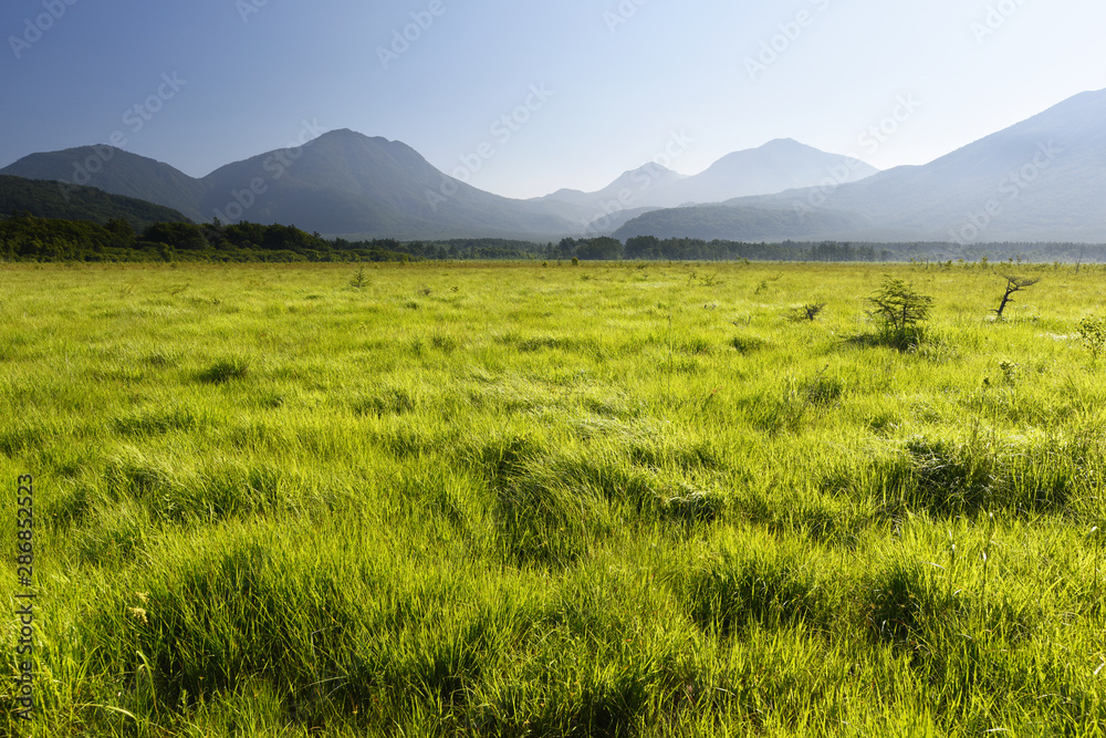 Fototapeta premium 緑輝く美しい草原