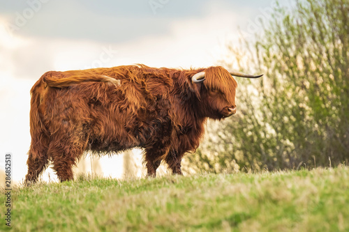 Highland cattle, Scottish cattle breed Bos taurus with big long horns © Sander Meertins