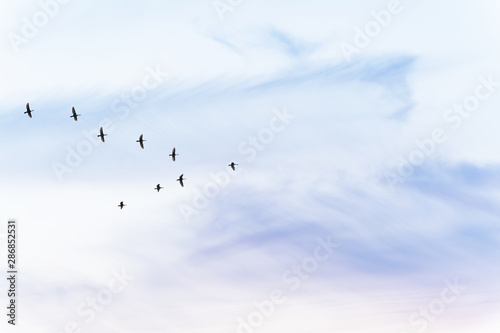 Migratory birds flying in the shape of v on the soft and blur pastel colored sky background. gradient clouds on the beach resort. nature. sunrise. peaceful morning.Instagram toned style