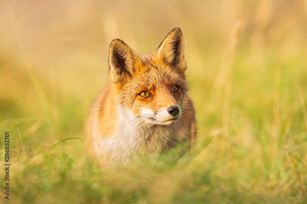 Wild red fox Vulpes Vulpes scavenging in a green meadow