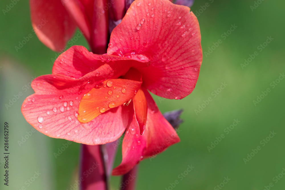 Beautiful Canna Lily macro photo. Pink tropical flowers background.