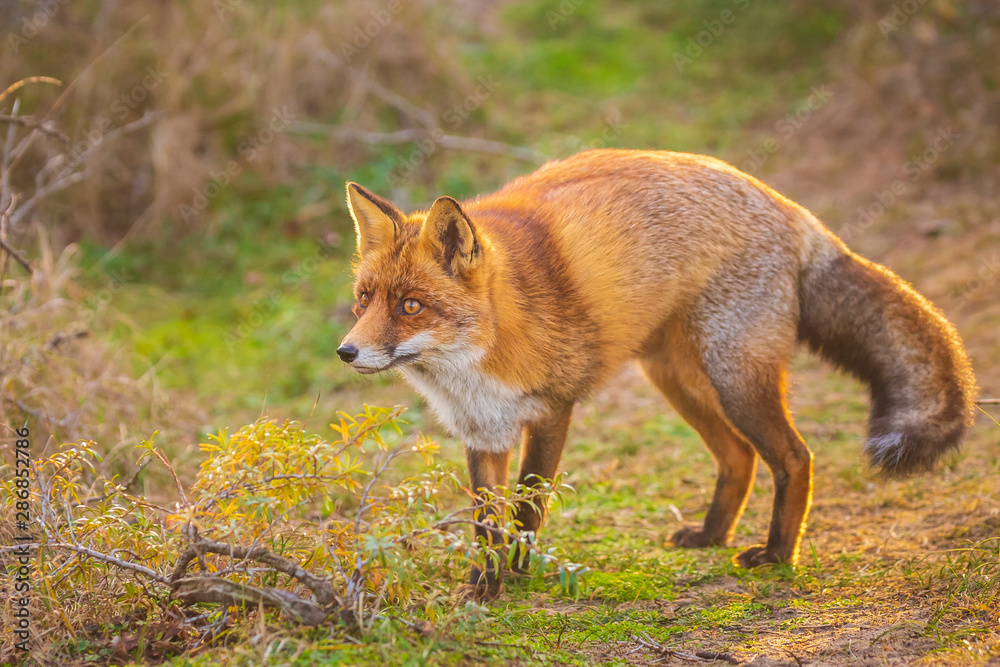 Wild red fox Vulpes Vulpes scavenging in a green meadow Wild red fox Vulpes Vulpes scavenging in a green meadow