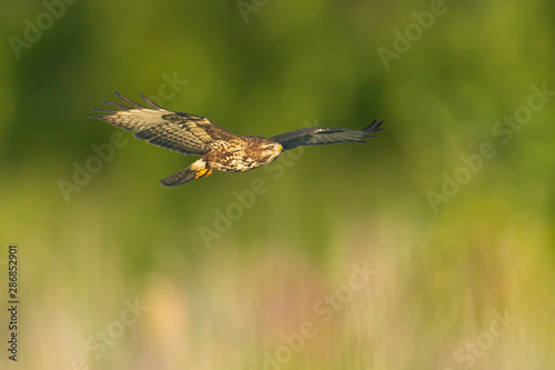 Common buzzard, Buteo buteo bird of prey , in flight, touching down and hunting