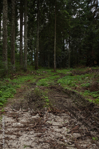 Sentiero nel bosco