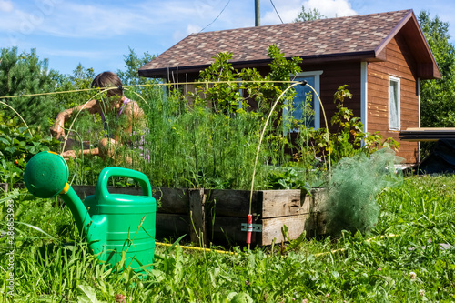 Woman works on growing vegetables in garden at summer cottage