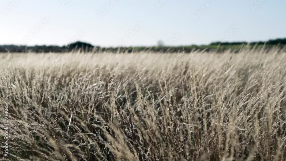 Wild plants field in the wind slow motion. Cinematic shot with golden light Wild plants field in the wind slow motion. Cinematic shot with golden light