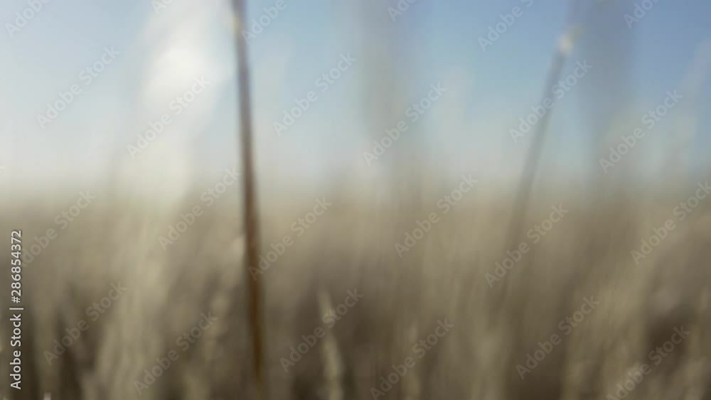 Wild ocean plants in the wind slow motion. Beautiful cinematic shot - morning light Wild ocean plants in the wind slow motion. Beautiful cinematic shot - morning light