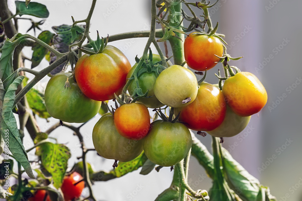 Branch with unriped Glacier  tomatoes