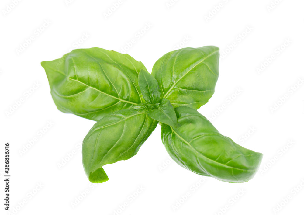 Basil leaf isolated on white background, close up. Fresh basil herb.