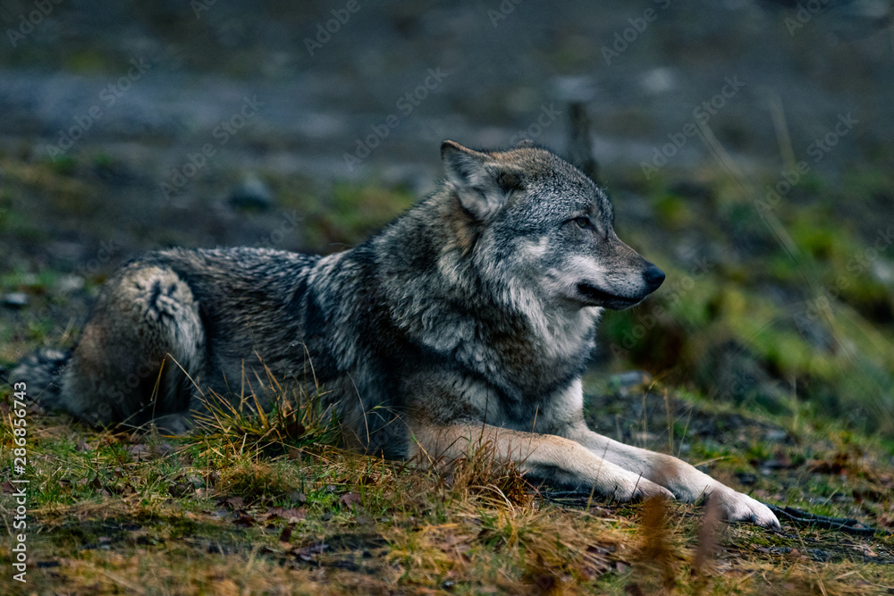 Obraz premium Wolf