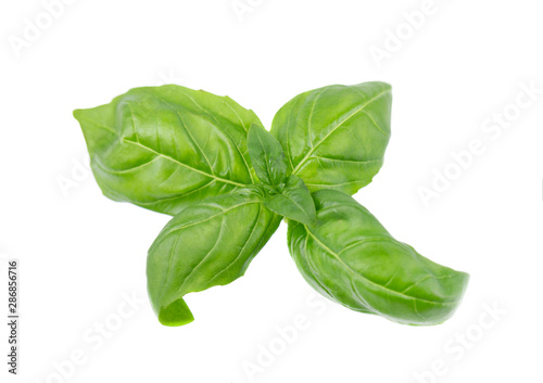 Basil leaf isolated on white background, close up. Fresh basil herb.