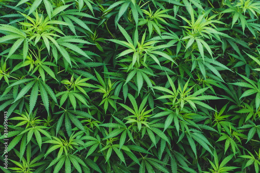 background marijuana cannabis leaves
