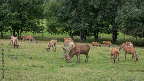 Herd of deer grazing in feild