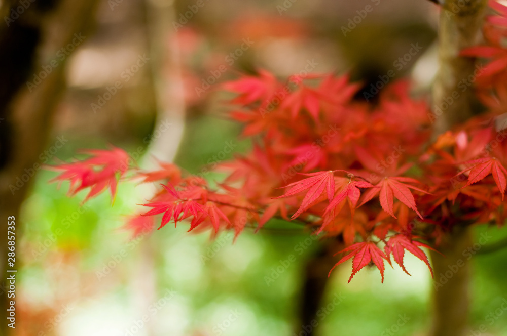 Fall season. Japanese red maple tree background Fall season. Japanese red maple tree background
