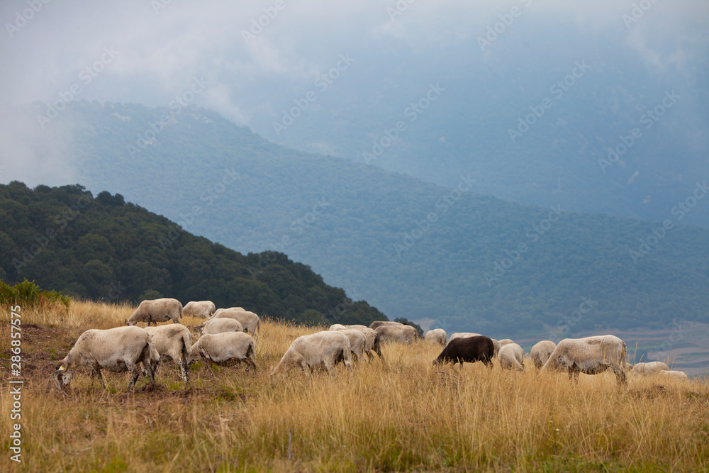 Rebaño de ovejas en el Montseny