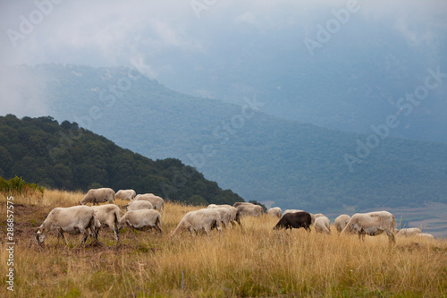 Rebaño de ovejas en el Montseny © David