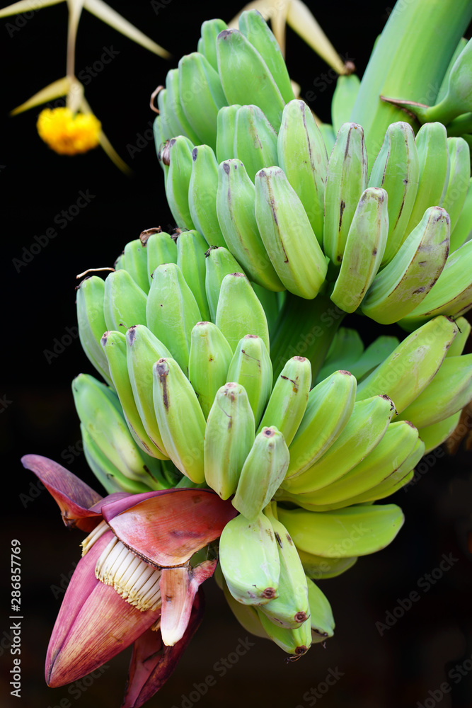 Red banana flower on a tropical banana tree Red banana flower on a tropical banana tree