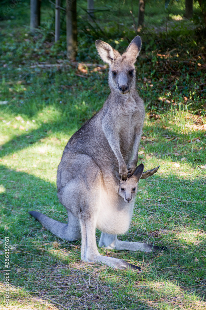 Kangaroo with baby kangaroo in a pouch. Joey in a pouch. Australian wildlife Kangaroo with baby kangaroo in a pouch. Joey in a pouch. Australian wildlife