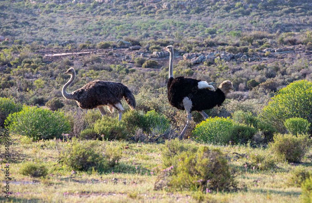 Naklejka premium Ostrich, Cederberg, Western Cape