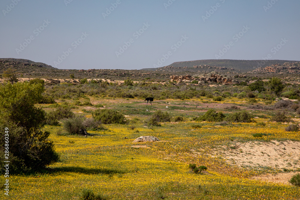 Ostrich, Cederberg, Western Cape