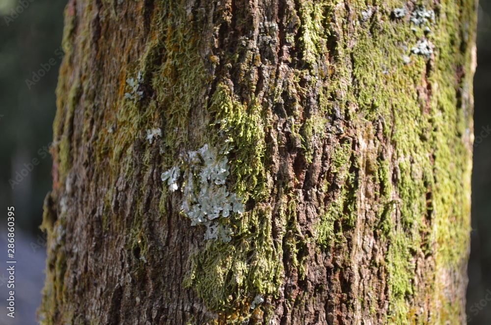 Obraz premium bark of a tree